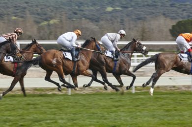 Horse race final rush. Competition sport. Hippodrome. Winner. Speed background